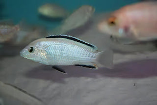 Labidochromis White Tanzanian Malawi African Cichlid Small 2 Inches.