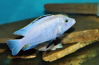 Labidochromis White Tanzanian Malawi African Cichlid Small 2 Inches.