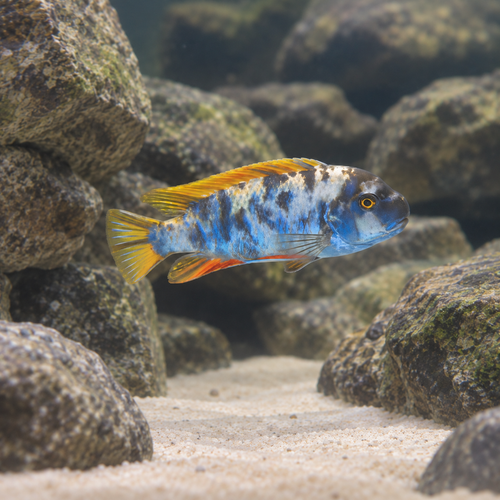 Labidochromis Fuelleborni Orange Blotch Malawi African Cichlid