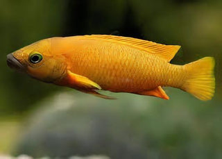 Lamprologus Leleupi Orange Tanganyikan African Cichlids 5cm.
