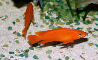 Lamprologus Leleupi Orange Tanganyikan African Cichlids 5cm.
