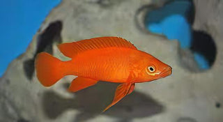 Lamprologus Leleupi Orange Tanganyikan African Cichlids 5cm.
