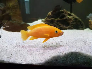 Lamprologus Leleupi Orange Tanganyikan African Cichlids 5cm.