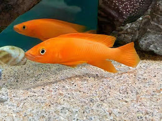 Lamprologus Leleupi Orange Tanganyikan African Cichlids 5cm.