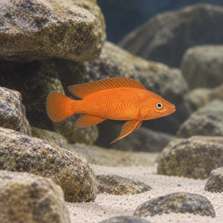 Lamprologus Leleupi Orange Tanganyikan African Cichlid