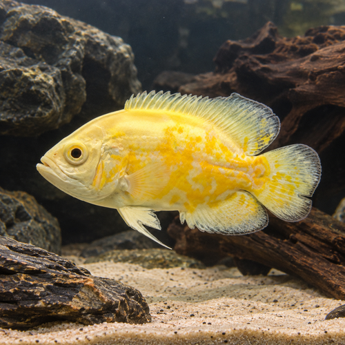 Lemon Tiger Oscar 
