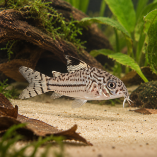 Leopard Corydoras 