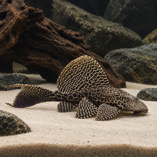 Leopard Sail Fin Pleco