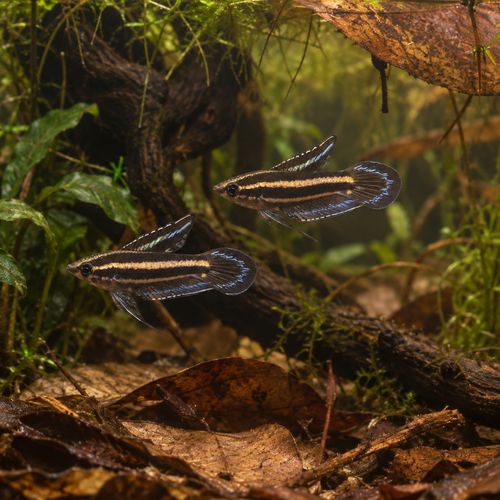 Licorice Gourami 