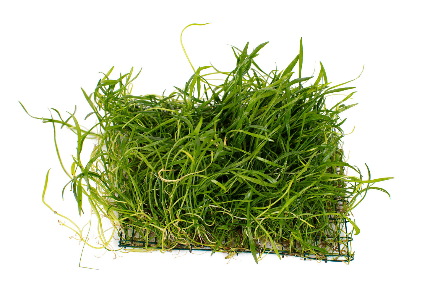 Lilaeopsis brasiliensis