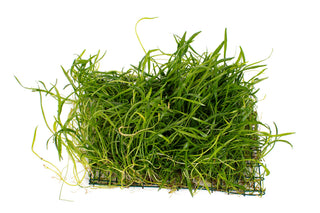 Lilaeopsis brasiliensis