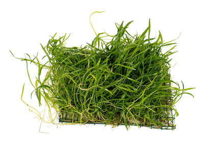 Lilaeopsis brasiliensis