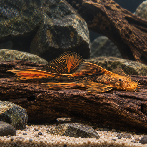 Long Fin Orange & Black Bristlenose Pleco