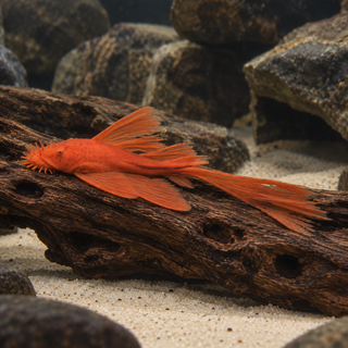 Long Fin Super Red Bristlenose Pleco Ancistrus