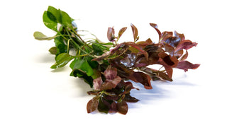 Ludwigia repens