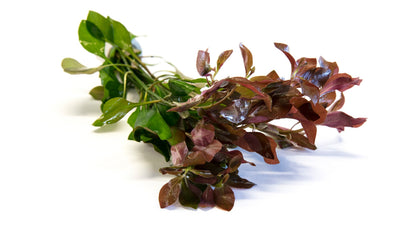 Ludwigia repens