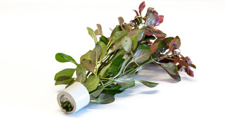 Ludwigia repens
