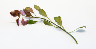 Ludwigia repens
