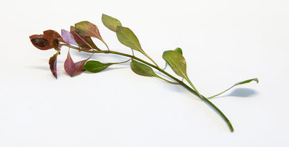 Ludwigia repens