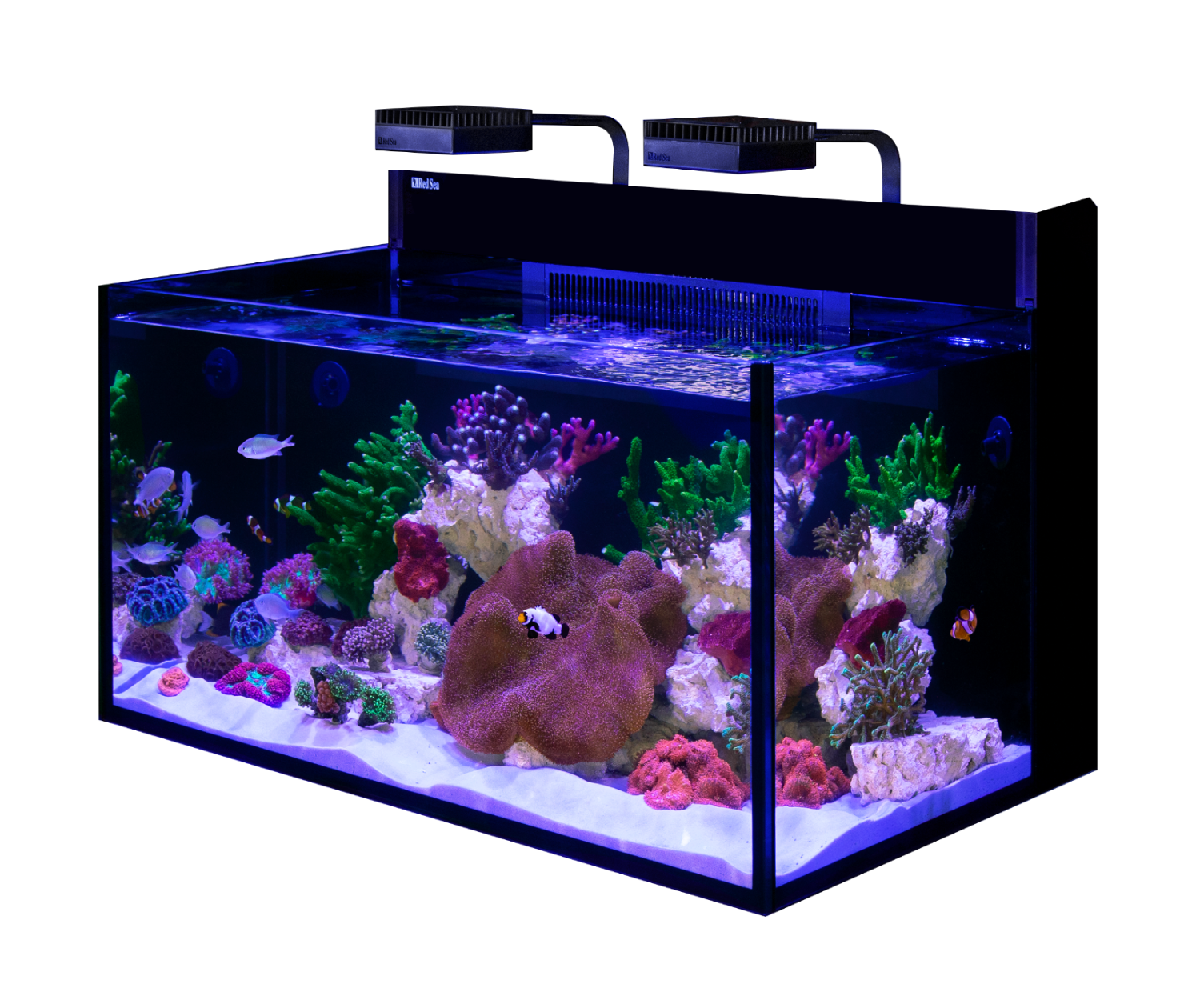 Red Sea MAX NANO G2 XXL Aquarium – Charterhouse Aquatics Red Sea MAX NANO G2 XXL Aquarium – Charterhouse Aquatics