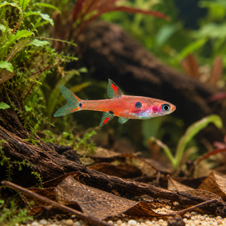 Maculata Rasbora Boraras Maculatus