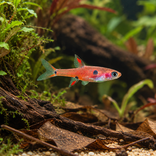 Maculata Rasbora Boraras Maculatus