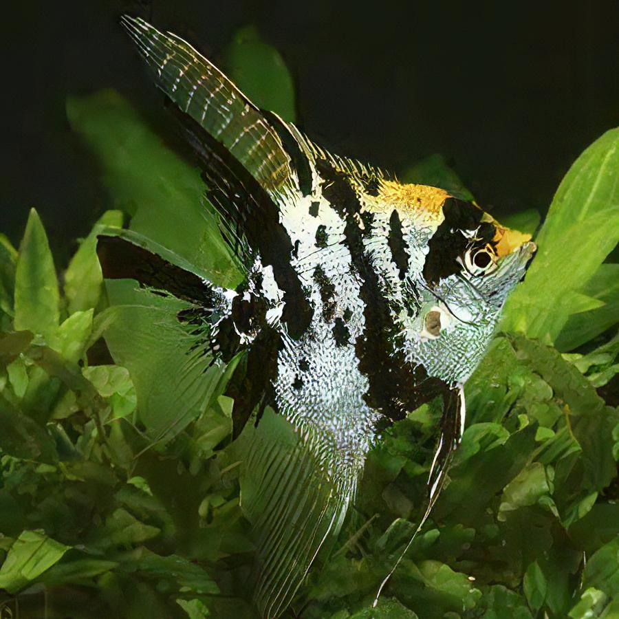 Marbled Golden Angelfish Pterophyllum Scalare.