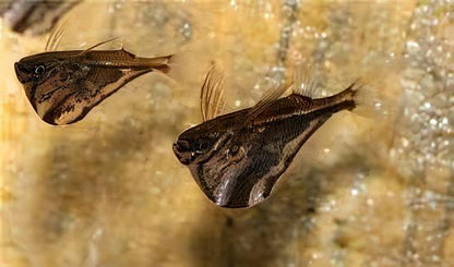 Marbled Hatchet Fish Carnegiella Strigata 4cm.
