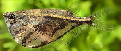 Marbled Hatchet Fish Carnegiella Strigata 4cm.
