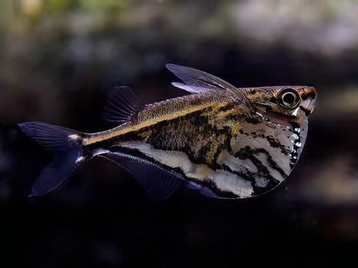 Marbled Hatchet Fish Carnegiella Strigata 4cm.