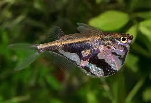 Marbled Hatchet Fish Carnegiella Strigata 4cm.