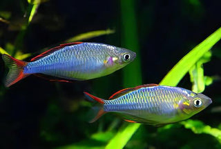 Neon Blue Rainbow Fish Melanotaenia Praecox 5cm.