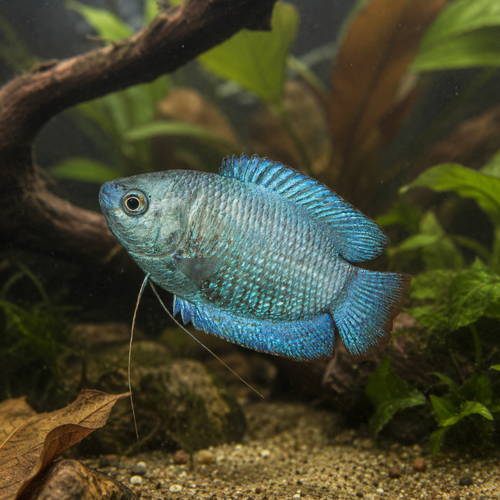 Metallic Blue Dwarf Gourami 