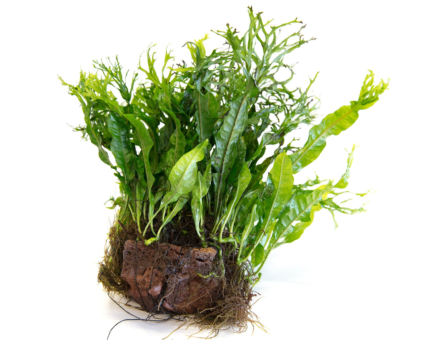 Microsorium pteropus ‘Windelov’