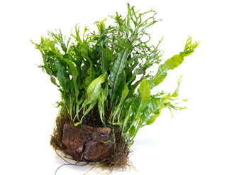 Microsorium pteropus ‘Windelov’