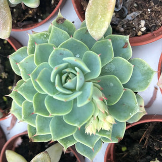 Molded Wax Agave (Echeveria agavoides)