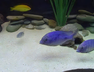 Haplochromis Moorii Blue Dolphin Malawi African Cichlid.