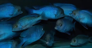 Haplochromis Moorii Blue Dolphin Malawi African Cichlid.