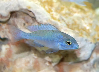 Haplochromis Moorii Blue Dolphin Malawi African Cichlid.