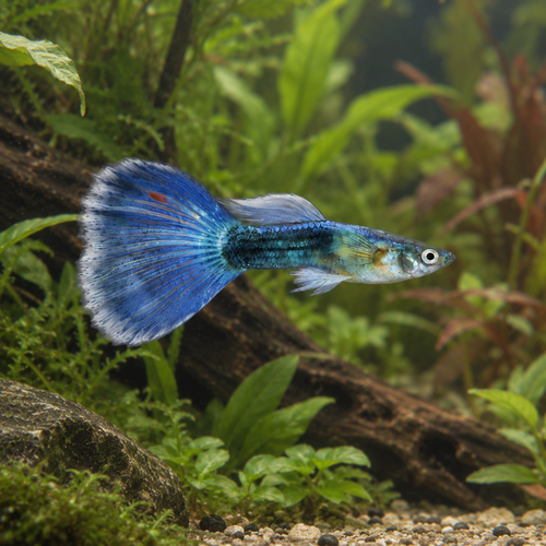 Moscow Blue Male Guppy Poecilia Reticulata