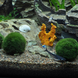 Tropica Aegagropila linnaei Mini Pot