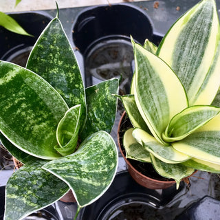 Mother-in-law's Tongue (Sansevieria trifasciata)