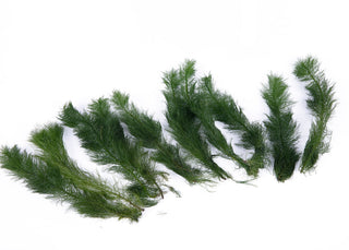 Myriophyllum hippuroides
