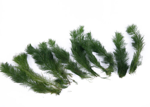 Myriophyllum hippuroides