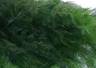 Myriophyllum hippuroides