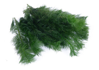 Myriophyllum hippuroides