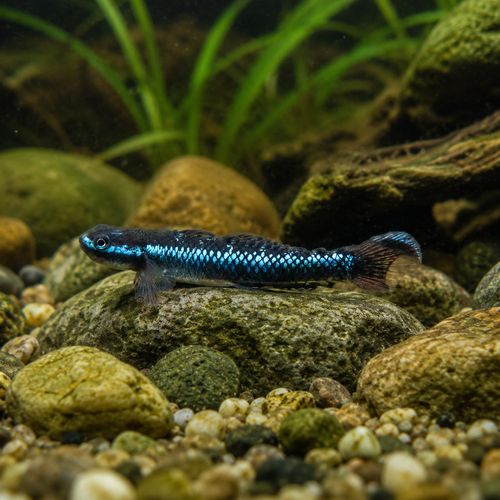 Neon Blue Goby Stiphodon Atropurpureus