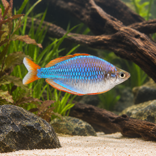 Neon Blue Rainbow Fish