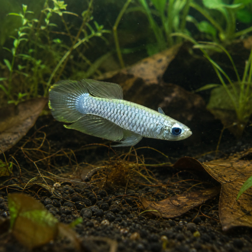 Normans Lampeye Killifish 