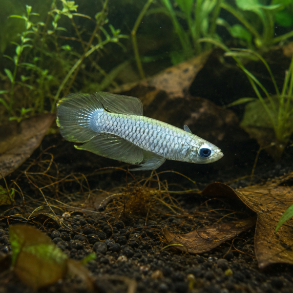 Normans Lampeye Killifish 